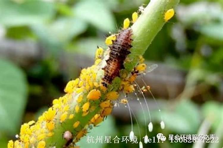 赤眼蜂是许多农林害虫的天敌,在生物防治上有重要作用,为什么？