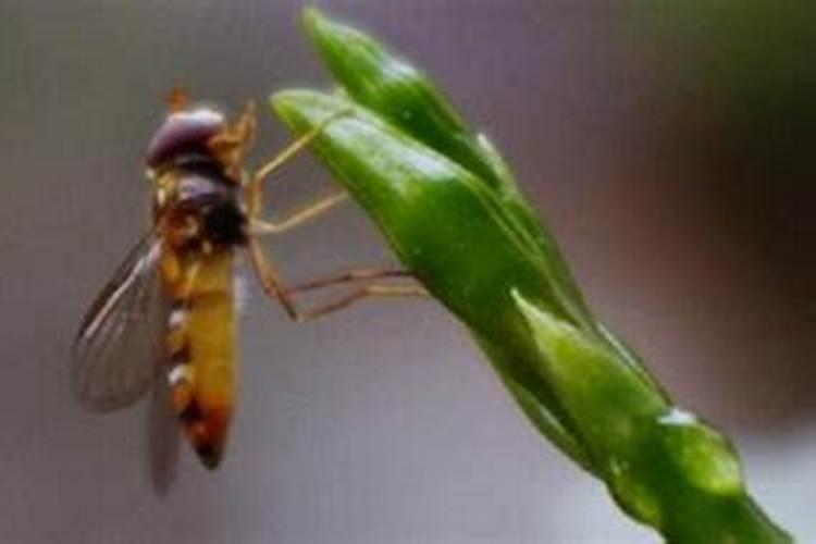 赤眼蜂在生物防治上的重要作用