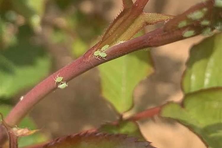 自然之道：无药剂解决蔬菜上的蚜虫问题