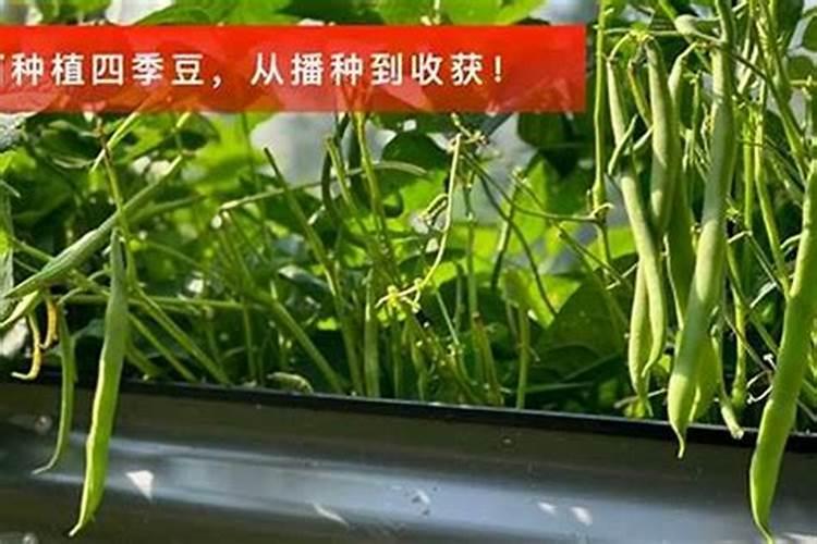 四季豆种植全攻略：从播种到收获的注意事项