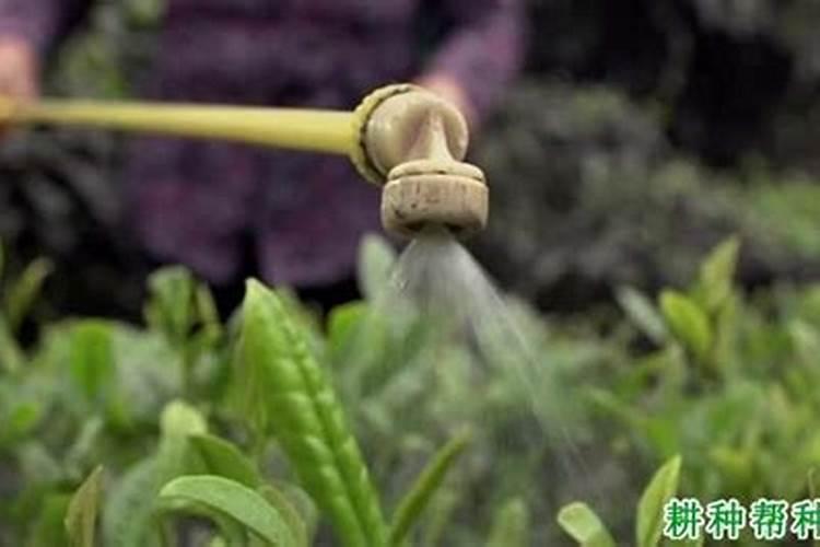 季节之歌：多雨季节的农药施用指南？