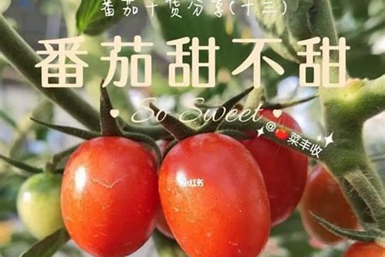 小番茄高效种植全攻略：掌握技巧，收获丰硕