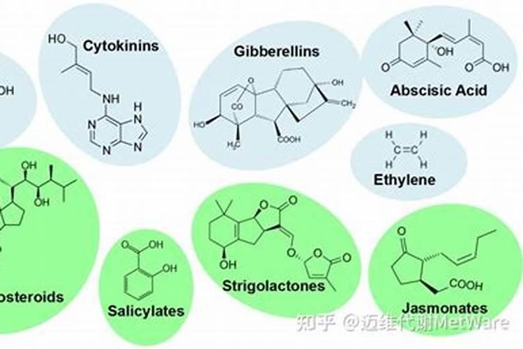 植物生长调节剂与植物营养素有何区别