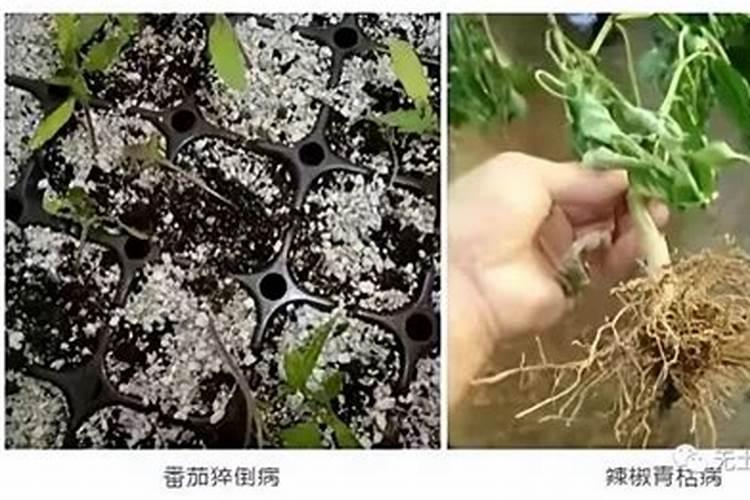 揭秘地下杀手：蔬菜土传病害的多样面孔？