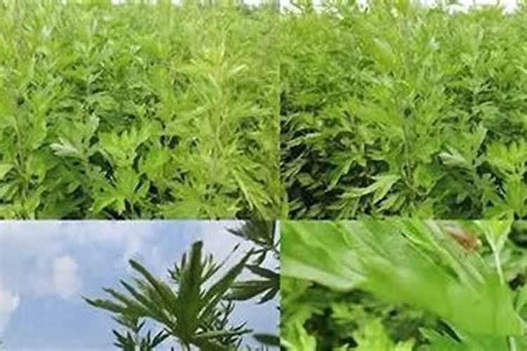 艾草种植全攻略：掌握要点，收获绿色健康