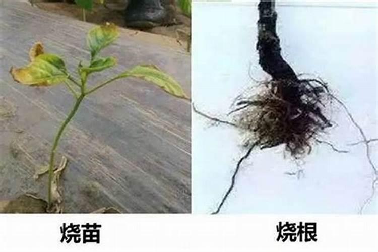 海藻精烧根烧苗吗？