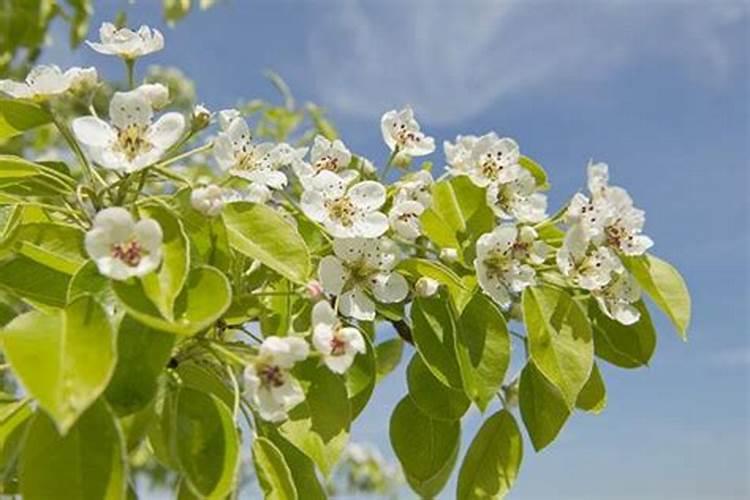 苹果树采果后管理要点