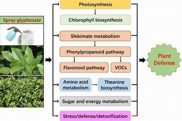 茶树草甘膦中毒症状及补救措施