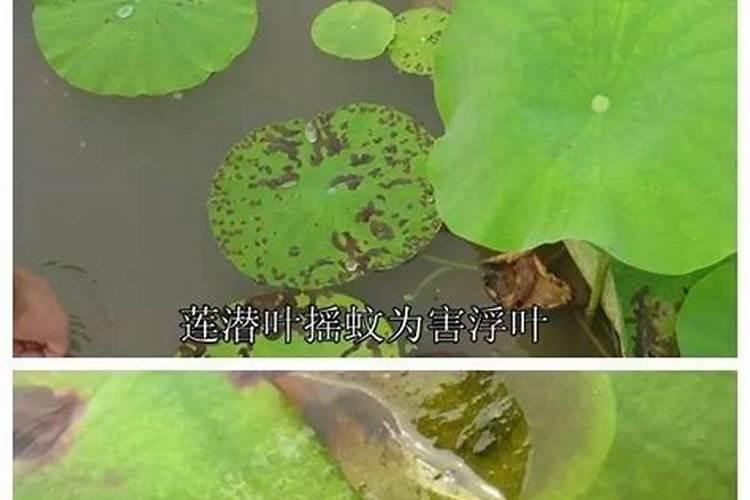 守护绿意盎然：水生植物病虫害的农药防治策略