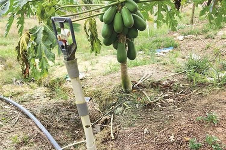 雨天施药需谨慎：蔬菜安全与健康之策