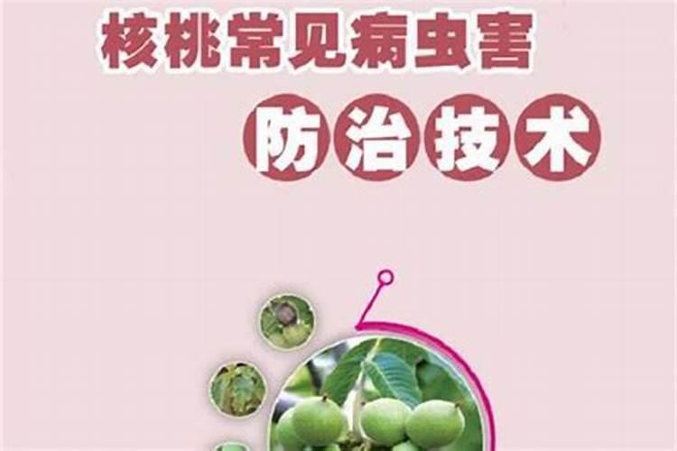 核桃病虫害防治：科学策略与综合管理