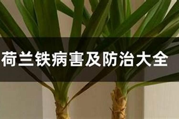 荷兰铁叶斑病的发生及防治