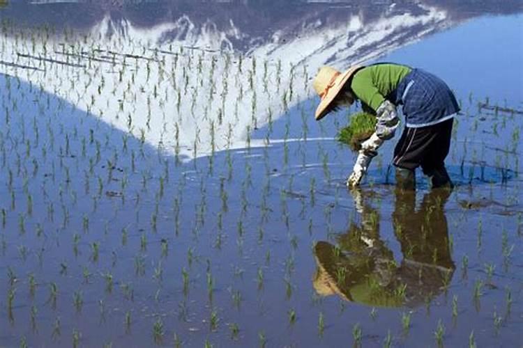 怎么样识别水稻纹枯病怎么样预防？