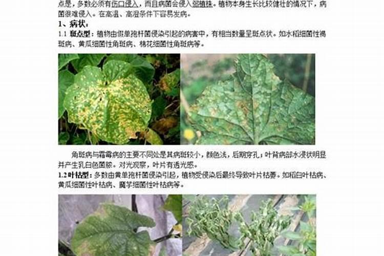 揭秘萝卜病虫害的奥秘：分类与防治策略全解析