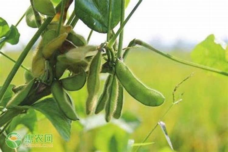 绿意盎然：谷物蔬菜毛豆夏播栽培技术揭秘