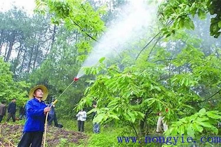 锌肥不能和什么混用叶面喷施