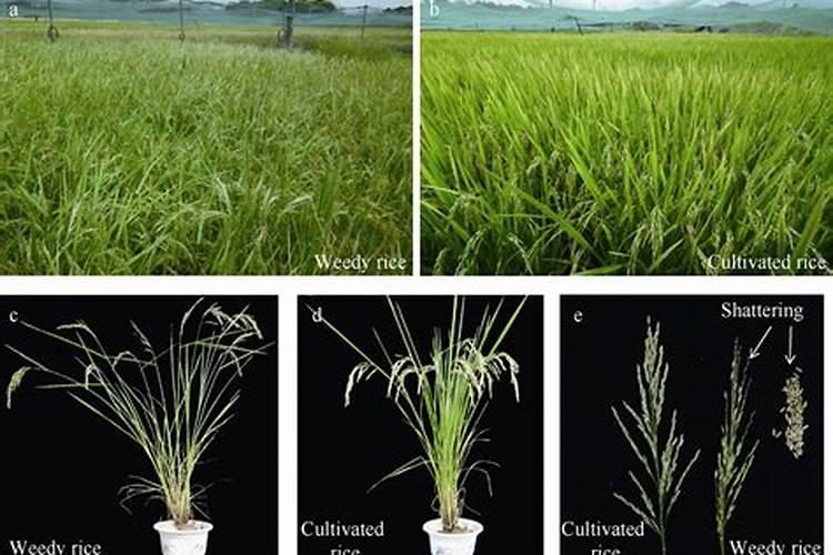 杂草的生物学特性及其危害？