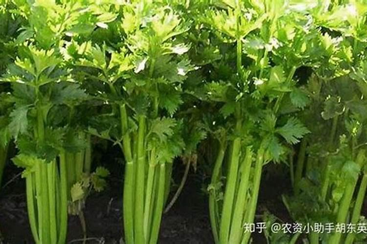 芹菜根部腐烂防治方法？