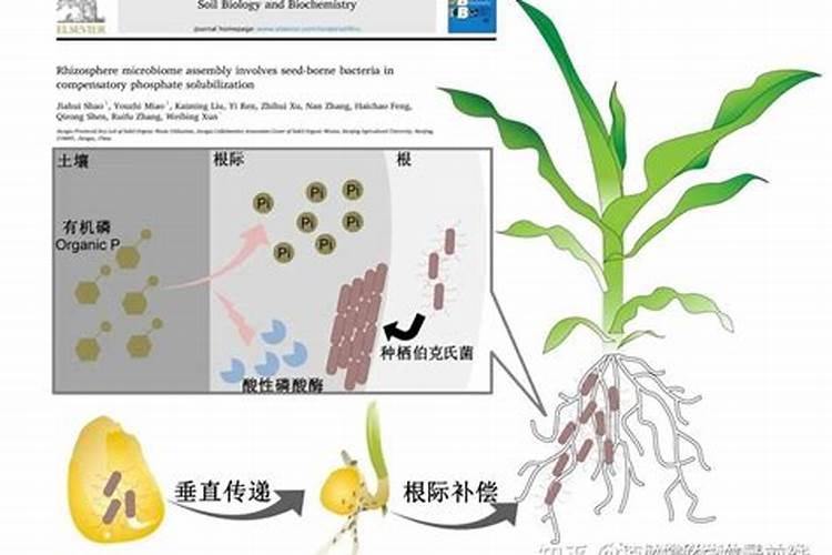 生物菌肥的黄金搭配：提升土壤与作物的和谐共生