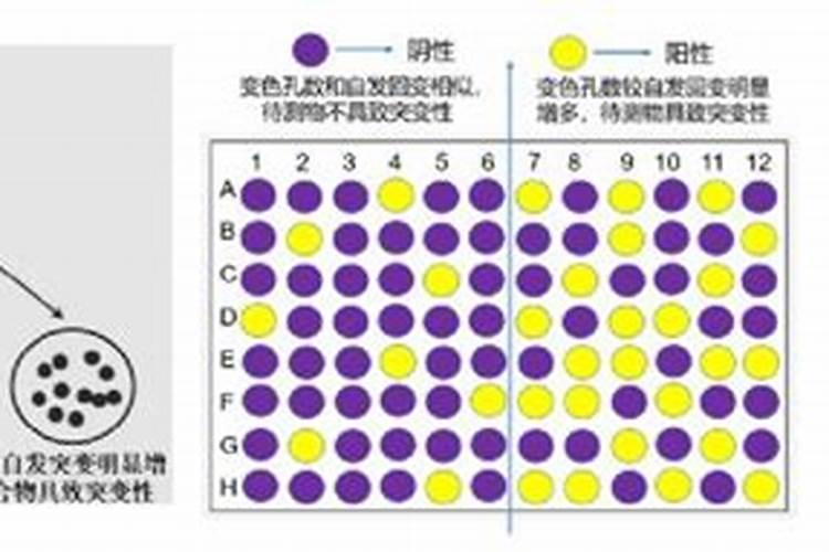 ames试验步骤和方法