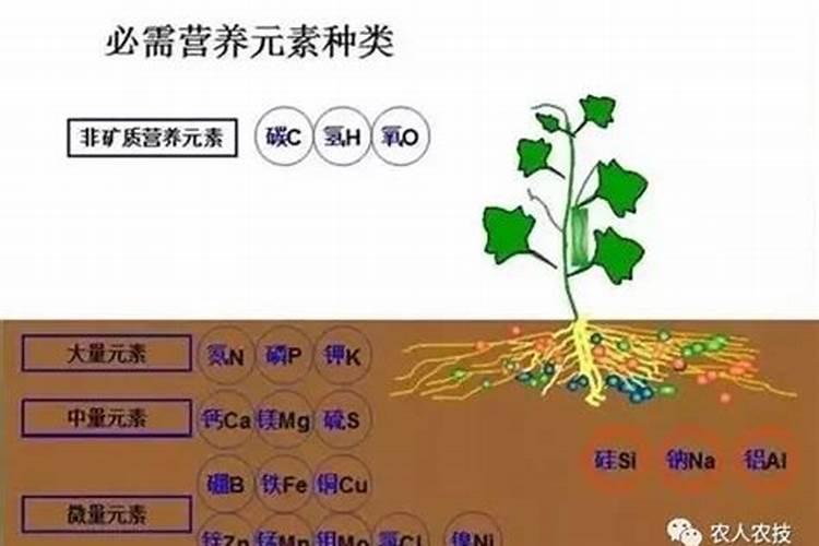 为何蔬菜过量施肥不增产：揭开植物营养的奥秘？