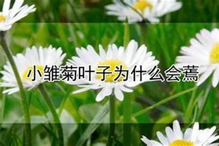 雏菊叶子发黄发蔫