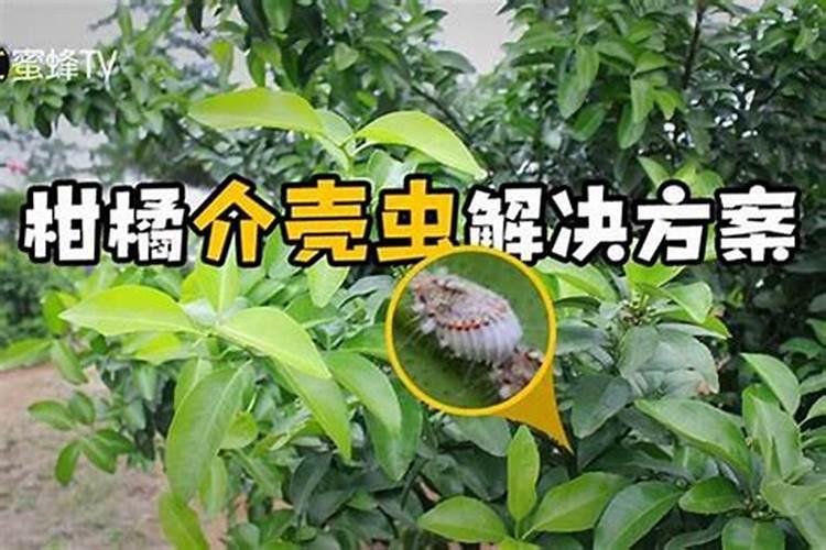 战胜园艺难题：高效药剂对抗介壳虫