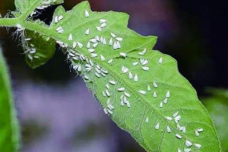 四招防治大棚蔬菜白粉虱