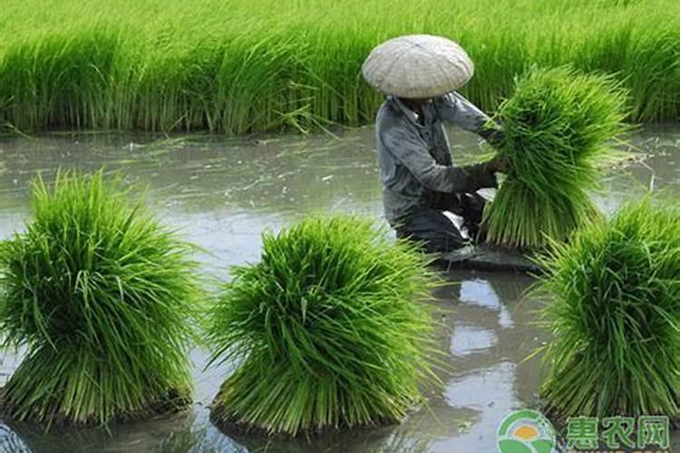 水稻种植需要注意哪些问题？水稻种植六大注意事项