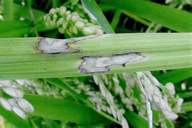 河南省小麦纹枯病发生特点及防治对策？