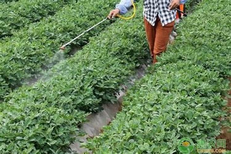 喷叶面肥：蔬菜种植中的精准养护技巧