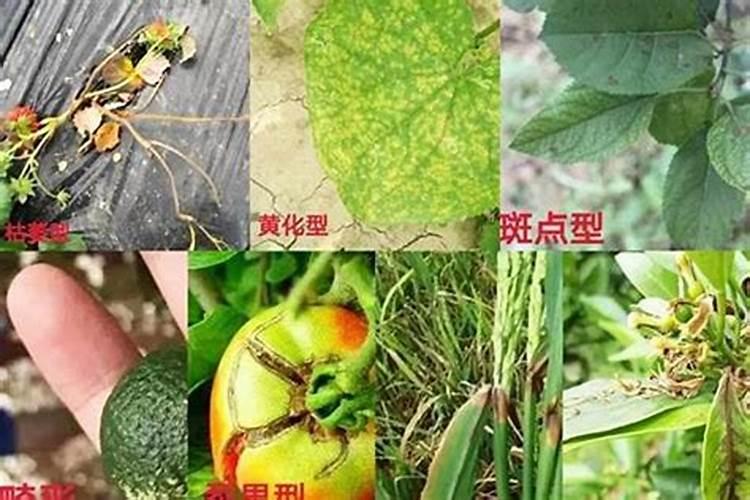 守护绿色生命：避免蔬菜除草剂药害的策略